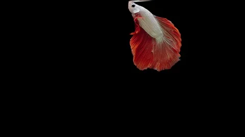 Super slow motion of Siamese fighting fish (Betta splendens), well known name Stock Footage 111745164