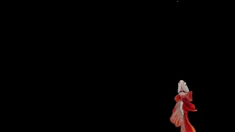 Super slow motion of Siamese fighting fish (Betta splendens), well known name Video stock 111745257