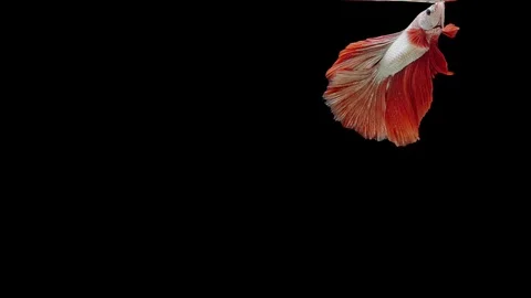 Super slow motion of Siamese fighting fish (Betta splendens), well known name Stock Footage 111745319