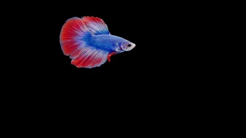 Super slow motion of Siamese fighting fish (Betta splendens), well known name Stock Footage 111745616