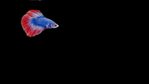 Super slow motion of Siamese fighting fish (Betta splendens), well known name Stock Footage 111745639