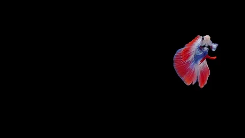 Super slow motion of Siamese fighting fish (Betta splendens), well known name Stock Footage 111745729