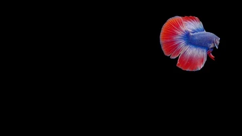 Super slow motion of Siamese fighting fish (Betta splendens), well known name Stock Footage 111745797