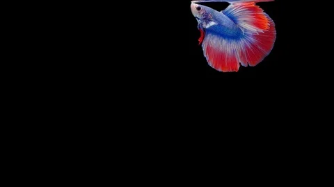 Super slow motion of Siamese fighting fish (Betta splendens), well known name Stock Footage 111745806