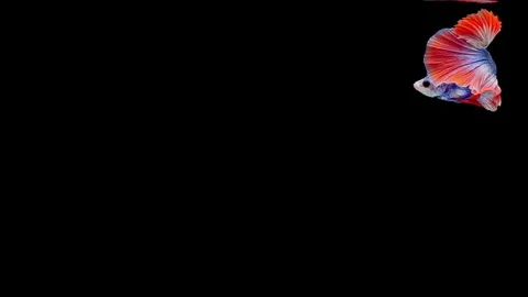 Super slow motion of Siamese fighting fish (Betta splendens), well known name Stock Footage 111745872