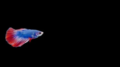 Super slow motion of Siamese fighting fish (Betta splendens), well known name Stock Footage 111745939