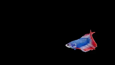 Super slow motion of Siamese fighting fish (Betta splendens), well known name Stock Footage 111746052