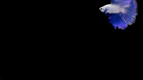 Super slow motion of Siamese fighting fish (Betta splendens), well known name Stock Footage 111984086