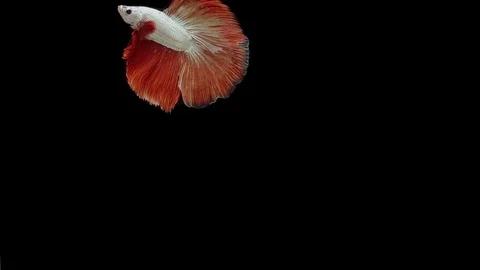Super slow motion of Siamese fighting fish (Betta splendens), well known name Stock Footage 111984111