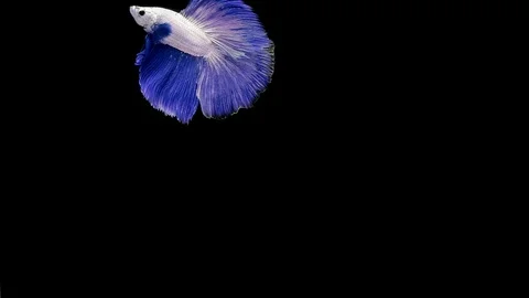 Super slow motion of Siamese fighting fish (Betta splendens), well known name Stock Footage 111984125