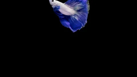 Super slow motion of Siamese fighting fish (Betta splendens), well known name Stock Footage 111984128
