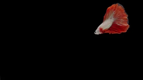 Super slow motion of Siamese fighting fish (Betta splendens), well known name Stock Footage 111984155
