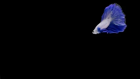 Super slow motion of Siamese fighting fish (Betta splendens), well known name Stock Footage 111984195