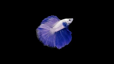 Super slow motion of Siamese fighting fish (Betta splendens), well known name Stock Footage 111984215