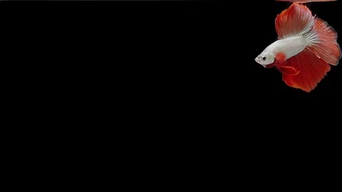 Super slow motion of Siamese fighting fish (Betta splendens), well known name Stock Footage 111984220