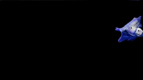 Super slow motion of Siamese fighting fish (Betta splendens), well known name Stock Footage 111984300