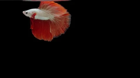 Super slow motion of Siamese fighting fish (Betta splendens), well known name Stock Footage 111984341