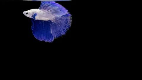 Super slow motion of Siamese fighting fish (Betta splendens), well known name Stock Footage 111984375