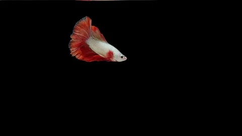 Super slow motion of Siamese fighting fish (Betta splendens), well known name Stock Footage 111984382
