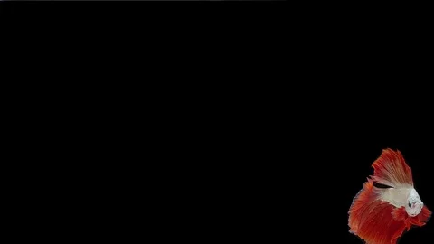 Super slow motion of Siamese fighting fish (Betta splendens), well known name Stock Footage 111984746