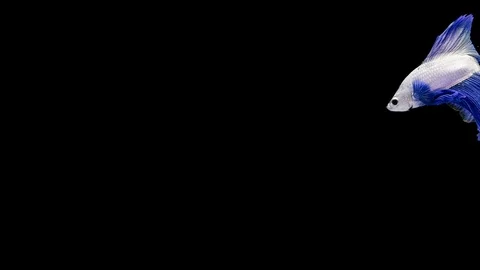 Super slow motion of Siamese fighting fish (Betta splendens), well known name Stock Footage 111994273