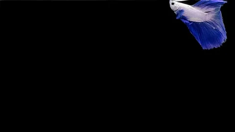 Super slow motion of Siamese fighting fish (Betta splendens), well known name Stock Footage 111994404