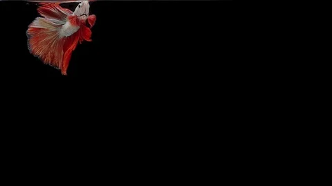 Super slow motion of Siamese fighting fish (Betta splendens), well known name Stock Footage 111994410