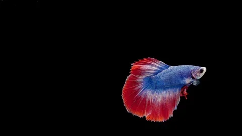 Super slow motion of Siamese fighting fish (Betta splendens), well known name Stock Footage 112912044