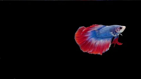 Super slow motion of Siamese fighting fish (Betta splendens), well known name Video stock 112912252