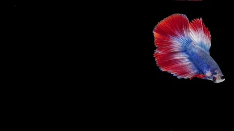 Super slow motion of Siamese fighting fish (Betta splendens), well known name Video stock 112912308