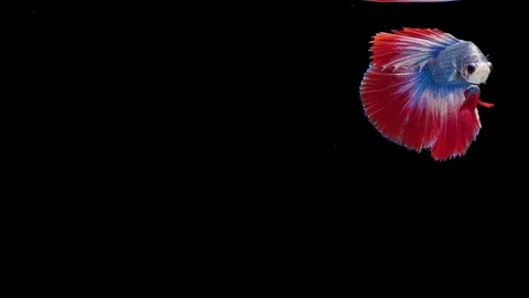 Super slow motion of Siamese fighting fish (Betta splendens), well known name Stock Footage 112912339