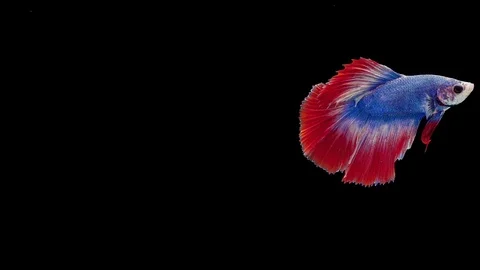 Super slow motion of Siamese fighting fish (Betta splendens), well known name Stock Footage 112912364