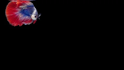 Super slow motion of Siamese fighting fish (Betta splendens), well known name Stock Footage 112912504