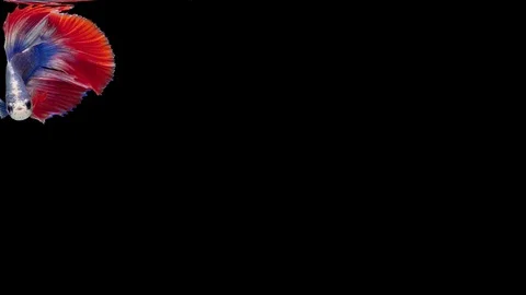 Super slow motion of Siamese fighting fish (Betta splendens), well known name Stock Footage 112912611