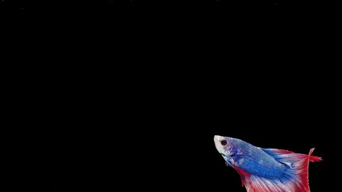 Super slow motion of Siamese fighting fish (Betta splendens), well known name Stock Footage 112912627