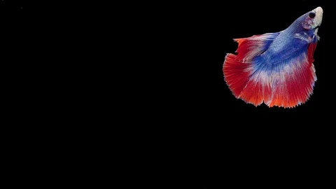 Super slow motion of Siamese fighting fish (Betta splendens), well known name Stock Footage 112912731