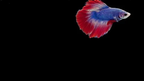 Super slow motion of Siamese fighting fish (Betta splendens), well known name Stock Footage 112912839
