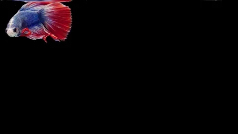 Super slow motion of Siamese fighting fish (Betta splendens), well known name Stock Footage 112912915