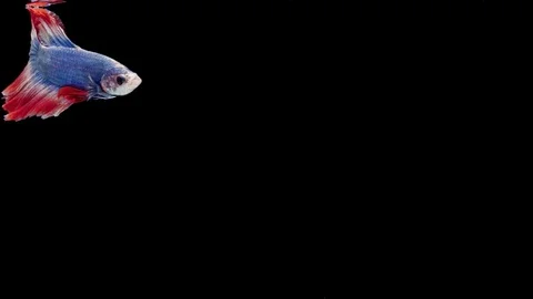 Super slow motion of Siamese fighting fish (Betta splendens), well known name Stock Footage 112912945