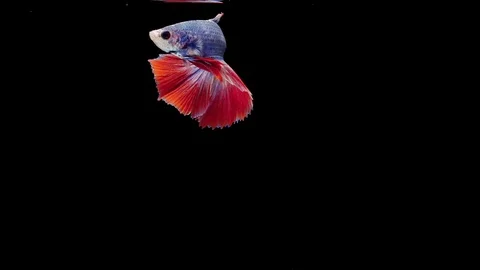 Super slow motion of Siamese fighting fish (Betta splendens), well known name Stock Footage 112913168