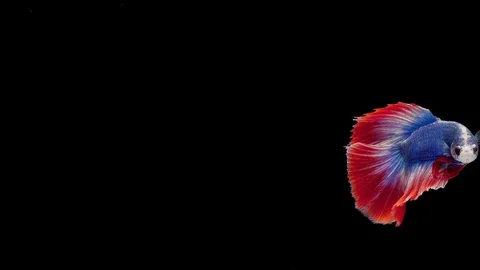 Super slow motion of Siamese fighting fish (Betta splendens), well known name Stock Footage 112913242
