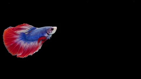 Super slow motion of Siamese fighting fish (Betta splendens), well known name Stock Footage 112913442