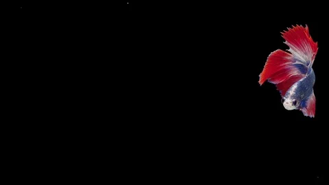 Super slow motion of Siamese fighting fish (Betta splendens), well known name Stock Footage 112913589