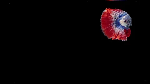 Super slow motion of Siamese fighting fish (Betta splendens), well known name Stock Footage 112913649
