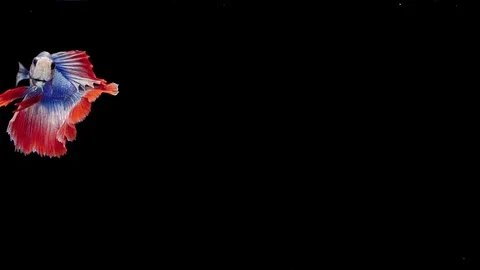 Super slow motion of Siamese fighting fish (Betta splendens), well known name Stock Footage 112913697