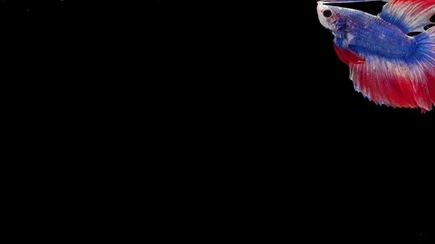 Super slow motion of Siamese fighting fish (Betta splendens), well known name Stock Footage 112913825