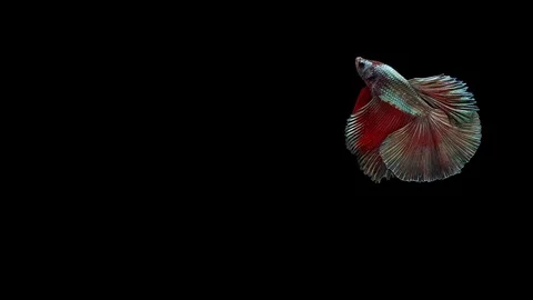 Super slow motion of Siamese fighting fish (Betta splendens), well known name Stock Footage 113245085