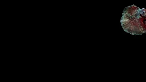 Super slow motion of Siamese fighting fish (Betta splendens), well known name Stock Footage 113245315