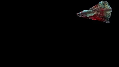 Super slow motion of Siamese fighting fish (Betta splendens), well known name Stock Footage 113245442