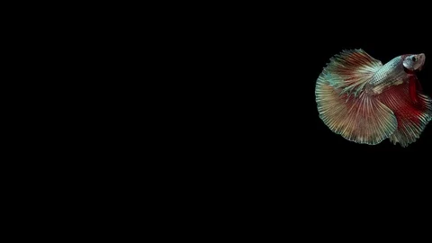 Super slow motion of Siamese fighting fish (Betta splendens), well known name Stock Footage 113245879